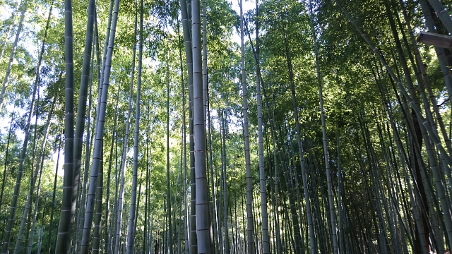 http://www.caracoles.jp/blog/images/husimiinari2.JPG