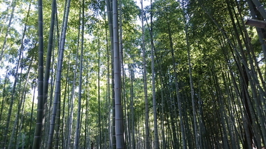 husimiinari2.JPG