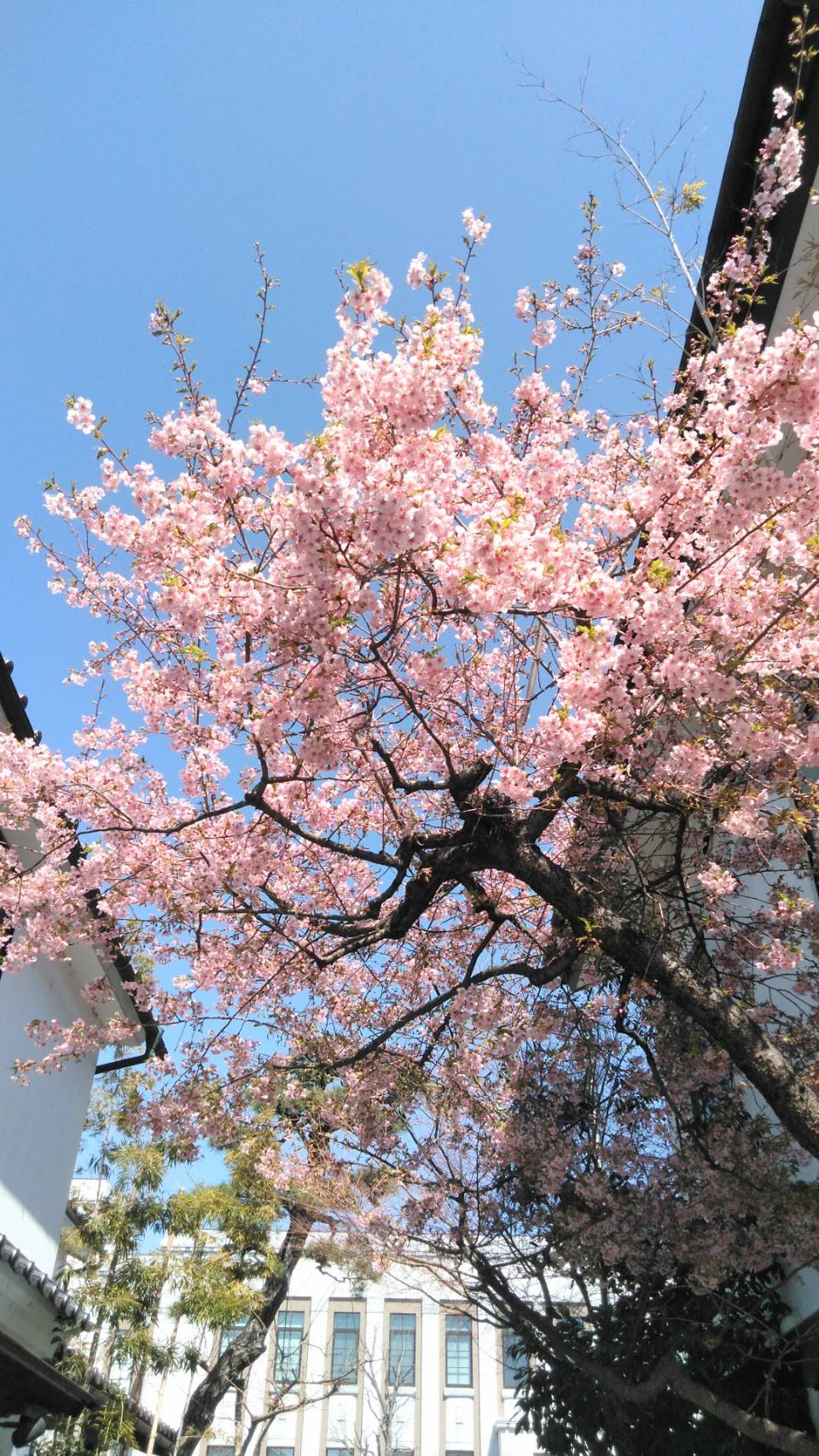 https://www.caracoles.jp/blog/images/1616603364047.jpg