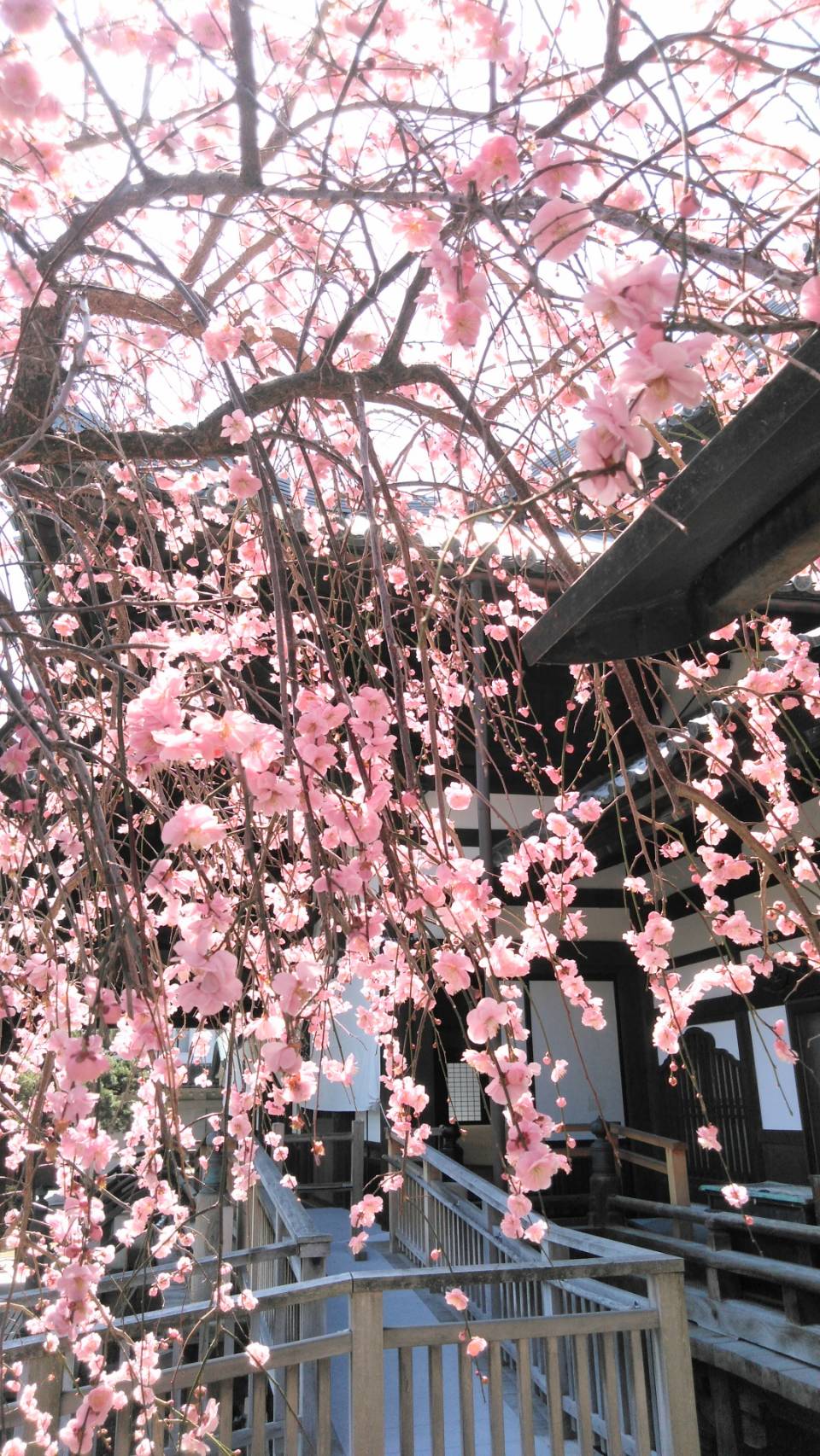 https://www.caracoles.jp/blog/images/1616603390534.jpg