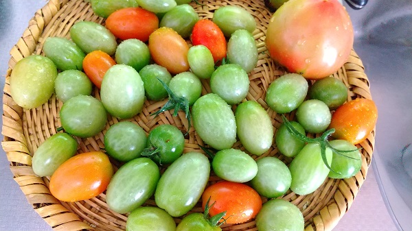 https://www.caracoles.jp/blog/images/20201025.JPG