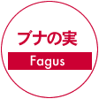 ブナの実(Fagus)