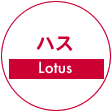 ハス(Lotus)