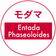 モダマ(Entada Phaseoloides )