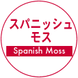 スパニッシュモス（Spanish Moss） 