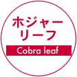 ホジャーリーフ（Cocoloba Urifera ） 