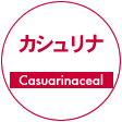 カシュリナ Casuarinaceal 