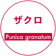 ザクロ　Punica granatum 